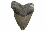 Fossil Megalodon Tooth - North Carolina #380155-1